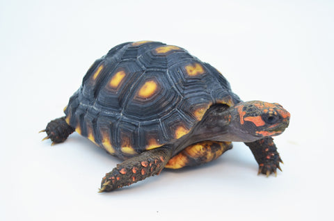 Cherry Head Red Footed Tortoise