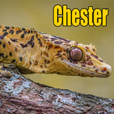 Crested Gecko Mystery Box