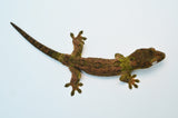 Pine Island Mossy Prehensile Tail Gecko