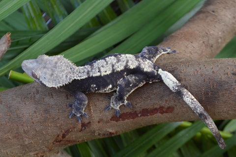 Dark Harlequin Crested Gecko (Gravid?)