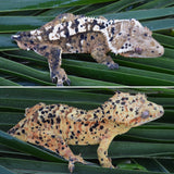 Yellow Tiger Super Dalmatian Crested Gecko
