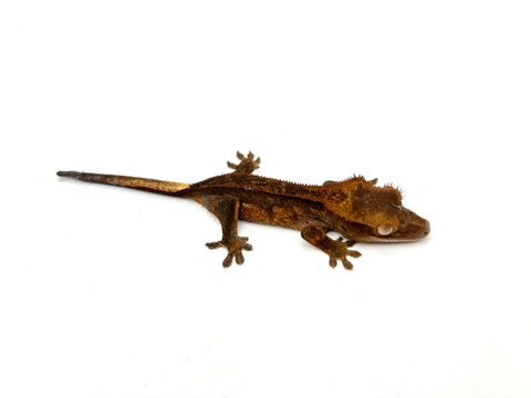 Chocolate Phantom Dalmatian Crested Gecko het EB