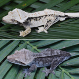 Creamsicle 100% Het Axanthic Crested Gecko