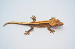 Supersripe Crested Gecko