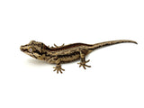 Bozo offspring Gargoyle Gecko