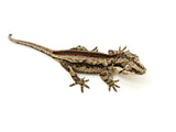 Bozo offspring Gargoyle Gecko