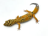 Tangerine Bold Leopard Gecko Female
