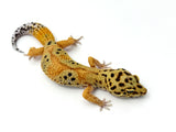 Tangerine Bold Leopard Gecko Female