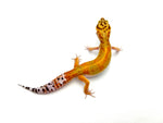 Clown het Tremper Leopard Gecko