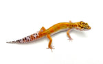 Clown het Tremper Leopard Gecko