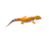 Tangerine Clown Leopard Gecko