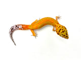 Tangerine Clown Leopard Gecko