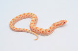 Albino Conda 66% het Sable Western Hognose Snake