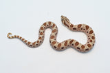 Conda 66% Het Albino, Lavender & Sable Western Hognose Snake