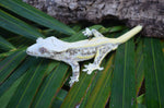 High Expression Lilly White Pinstripe Crested Gecko