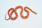 Adult Amelanistic Cornsnake