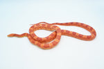 Adult Amelanistic Cornsnake