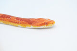 Adult Amelanistic Cornsnake