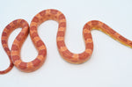 Adult Amelanistic Cornsnake