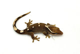 White Collar Slender Prehensile Tail Gecko