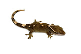 White Collar Sarasin's Gecko
