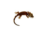 White Collar Sarasin's Gecko
