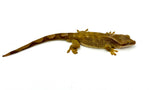 White Collar Slender Prehensile Tail Gecko