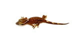 White Collar Sarasin's Gecko