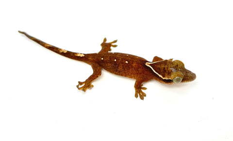 White Collar Sarasin's Gecko
