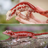Red 6 Striped Gargoyle Gecko