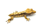 Cream Harlequin Crested Gecko