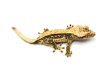 Creamy Lavender Harlequin Pinstripe Crested Gecko