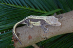 Lavender & Cream Quadstripe Crested Gecko (Gravid)