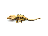 Creamy Lavender Harlequin Pinstripe Crested Gecko