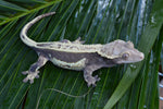 Lavender & Cream Quadstripe Crested Gecko (Gravid)