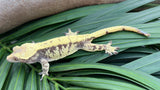 Whiteout Harlequin Crested Gecko "Rowdy"