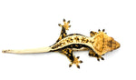 Dark Whiteout Pinstripe Crested Gecko
