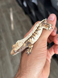 Whitewall Harlequin Crested Gecko