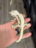 Extreme Harlequin Lilly White Crested Gecko