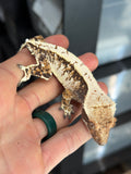Whitewall Harlequin Crested Gecko