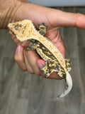 Creamy Lavender Harlequin Pinstripe Crested Gecko