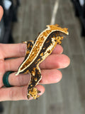 Tricolor Whiteout Pinstripe Crested Gecko