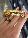Whitewall Pinstripe Crested Gecko