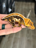 Tricolor Whiteout Pinstripe Crested Gecko