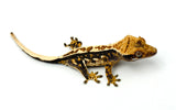 Tricolor Pinstripe Crested Gecko
