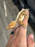 Tricolor Extreme Harlequin Whitespot Crested Gecko