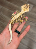 Creamy Lavender Harlequin Pinstripe Crested Gecko