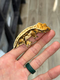Whitewall Pinstripe Crested Gecko