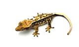 Tricolor Pinstripe Crested Gecko