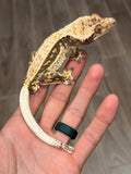 Creamy Lavender Harlequin Pinstripe Crested Gecko